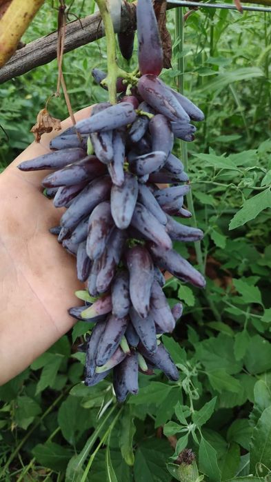 Halloween vita de vie