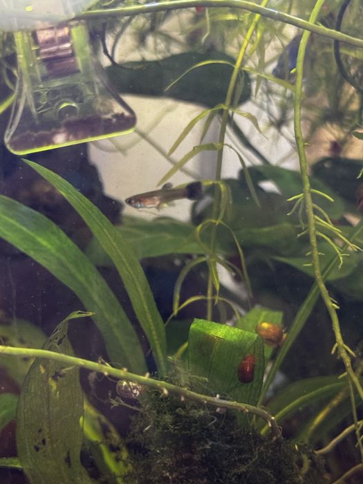 Vand pui de guppy de diferite dimensiuni