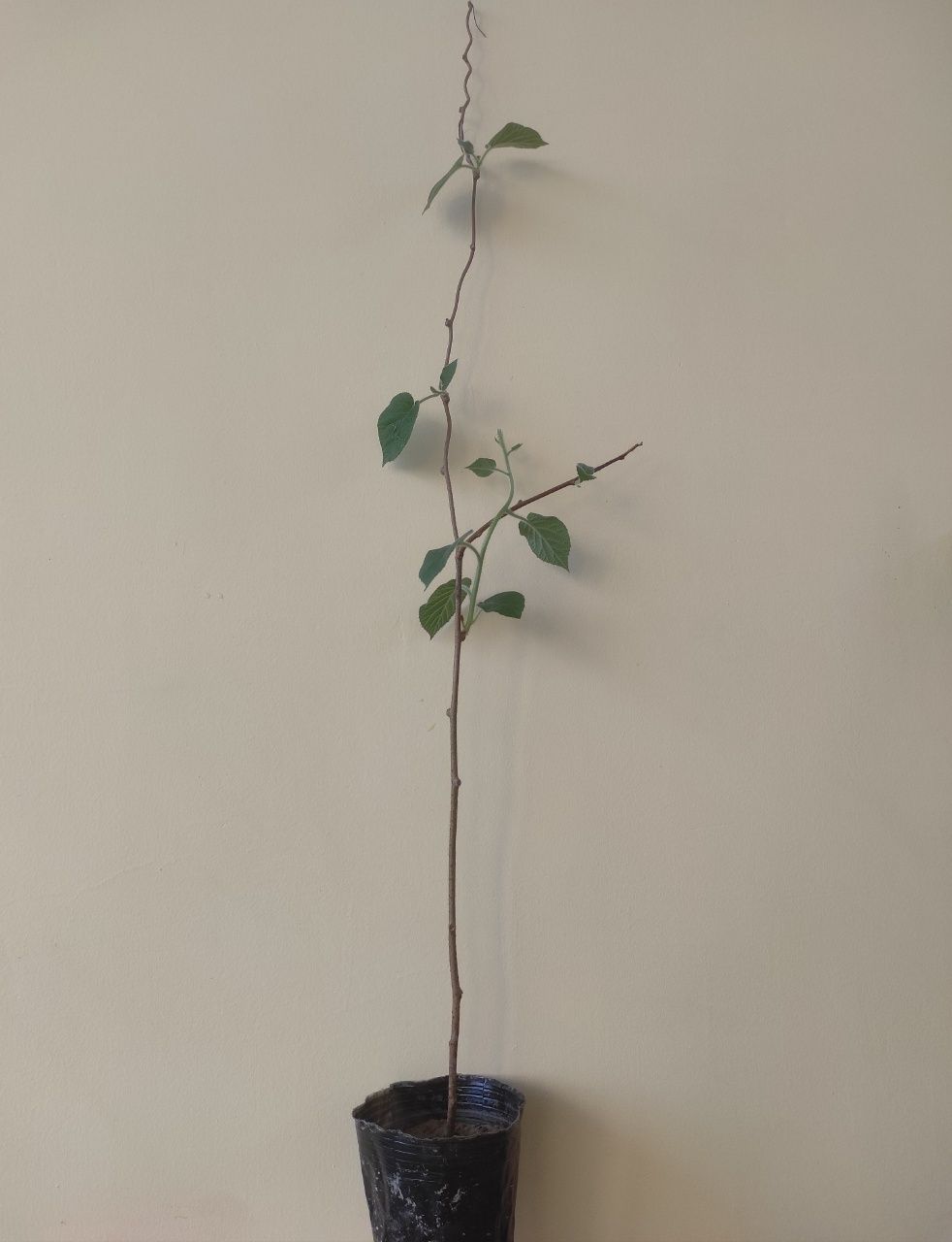 Banan papaya golubika zaytun mushmula kivi ko'chatlari