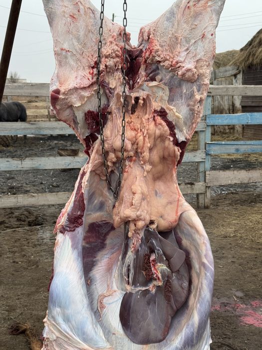 Бұқа бык бычок ірі қара