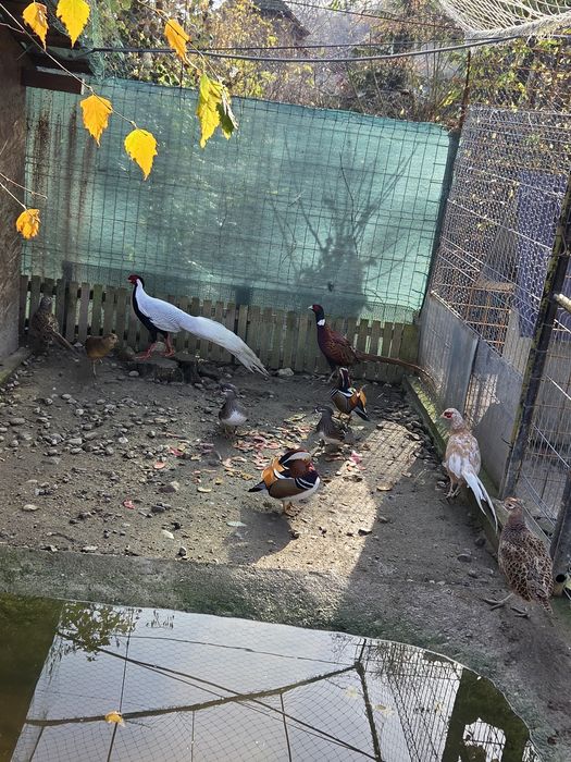 Fazani izabel si comuni