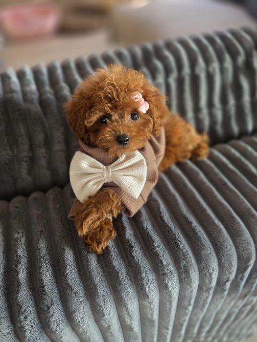 Пудел тийкъп /момиче/с документ за произход