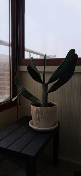 Кактуси, големи, красиви.