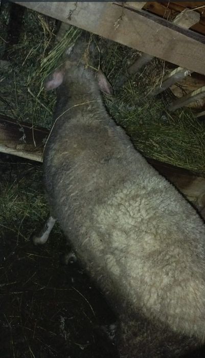 Vand berbec bun de tinut sau de pastrama