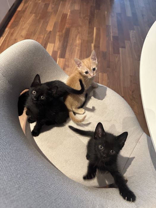 Adoptie pui pisica nascuti pe 17 august. (Voluntari + Bucuresti]