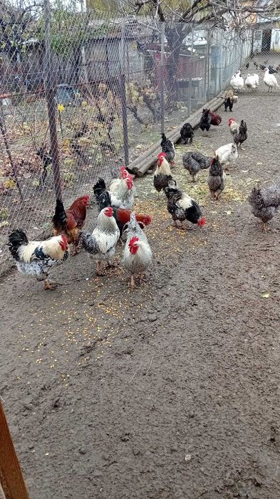 Vand COCOSI de curte