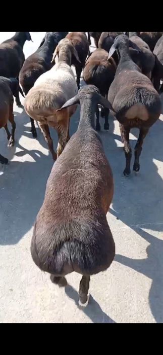 Quzi qoʻchqor va sovliqlar sotiladi