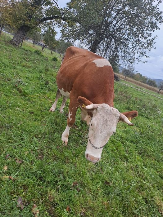 Vand doua vaci cu lapte