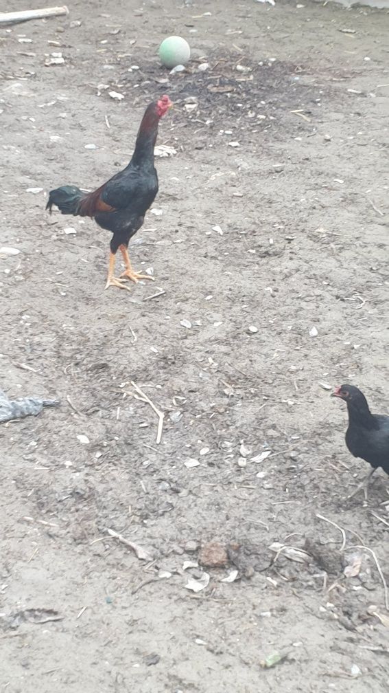 SHamo zotli juja sotiladi narxi