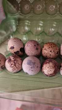 Инкубационное яйцо перепела порода Техасец