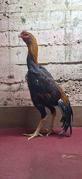 Жўжа хўроз сотилади нархи 250$