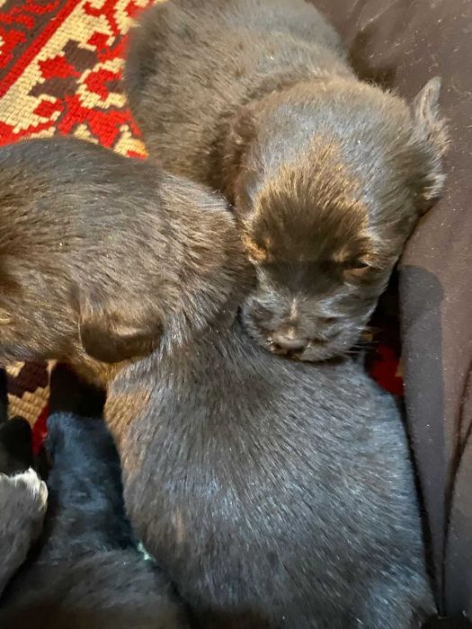 Щенки лабрадора ретривера