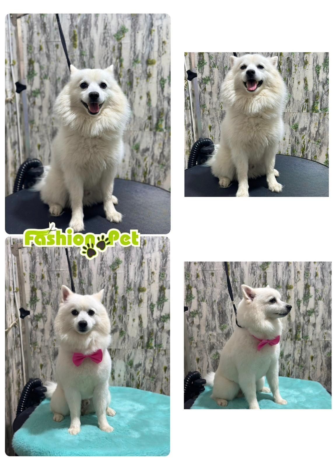 Salon frizerie canină si felina Fashionpet