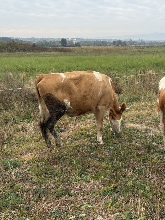 Vand 2 vaci tinere de tinut sau schimb cu vaci de abator
