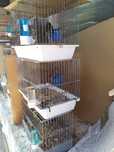 Hibrid de canar+carduelis