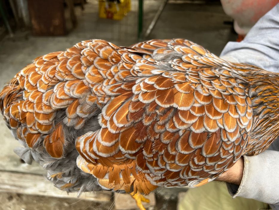 Oua incubat Sussex Wyandotte auriu albastru - Trimit prin curier