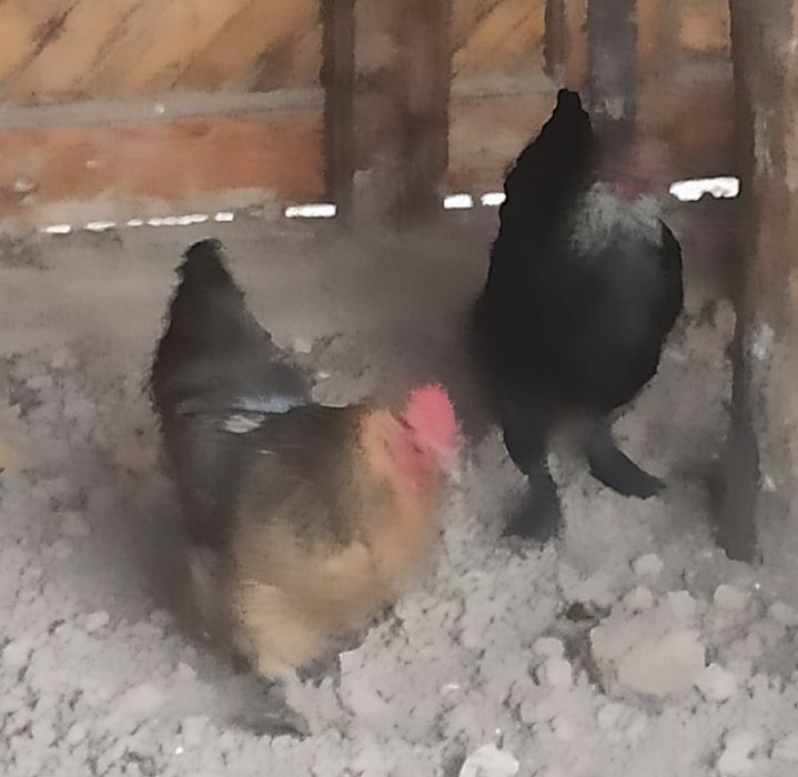 Tuxum qoʻyadigan tovuqlar sotiladi hammasi  yosh