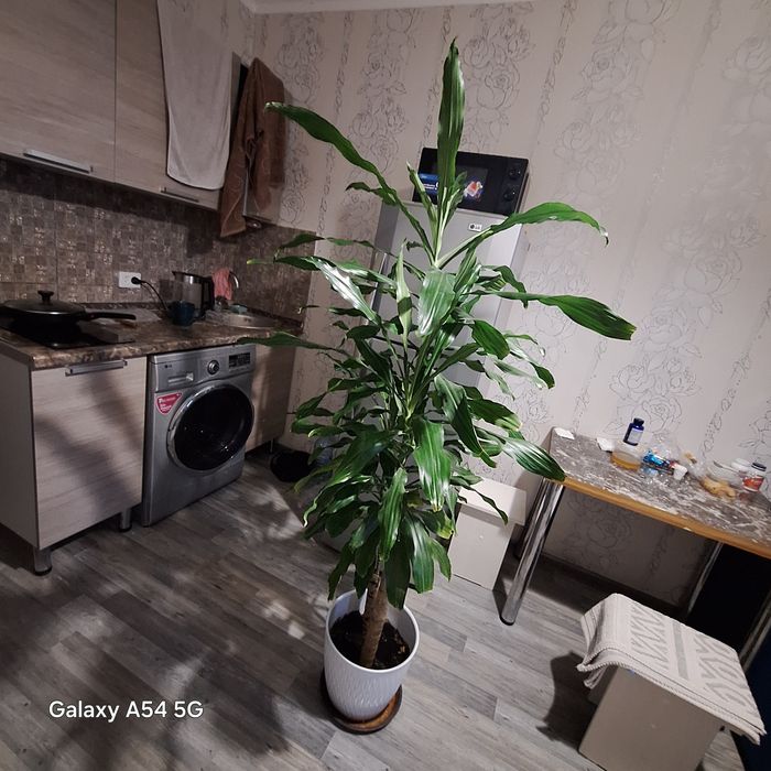 Дроцена дерево домашнее