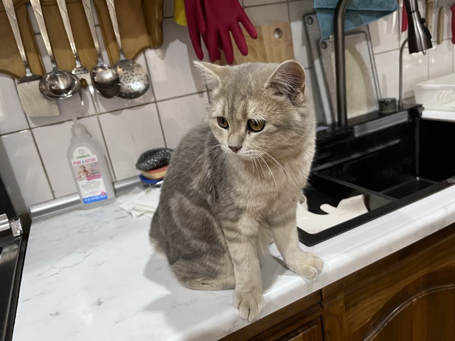 Котенок 6 месяцев