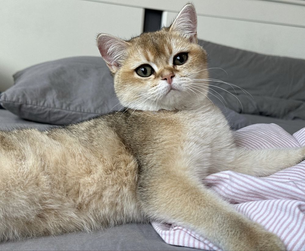 British shorthair golden shaded, FETITA superba !! FELISA AUTORIZATA !