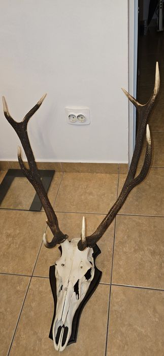 Trofeu coarne cerb
