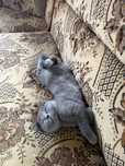 British shorthair blue si lila