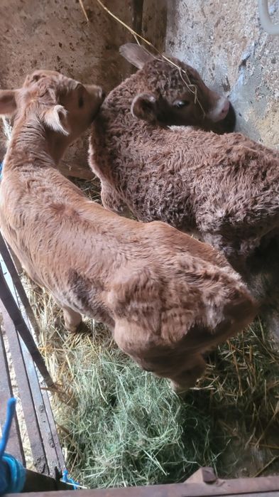 Vând un tăuraș de doua săptămâni