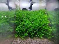 Christmas tree moss
