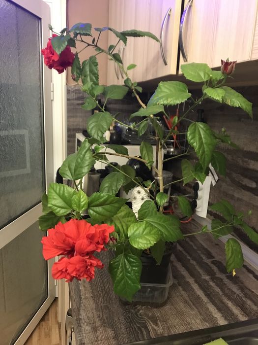 Цвете китайска роза