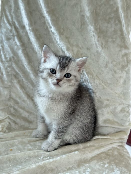 Котята шиншилла/ шотландские
