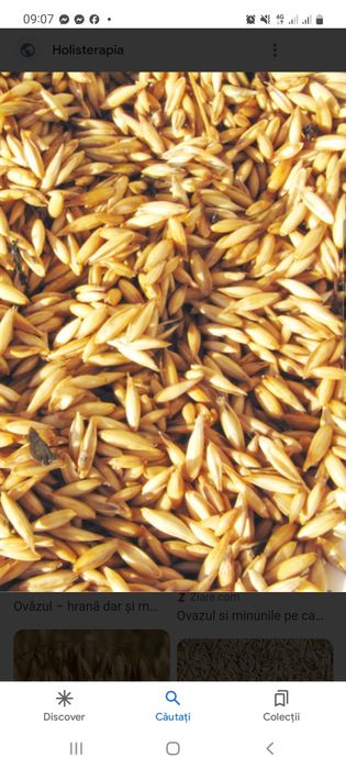 Vând Ovăz recolta 2025