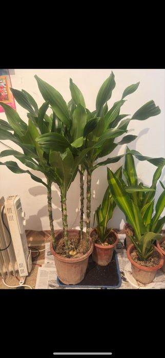 Цветы распродажа