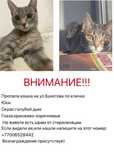 Пропала кошка!!!