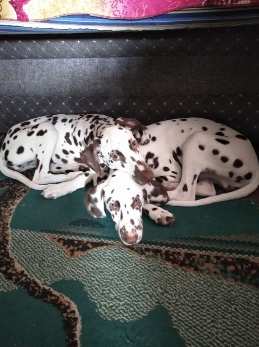 Продается всрослая пара долматической породы