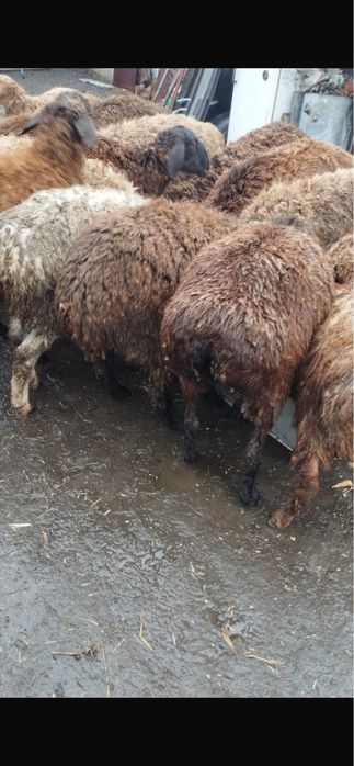 Продам баранов  курдючных