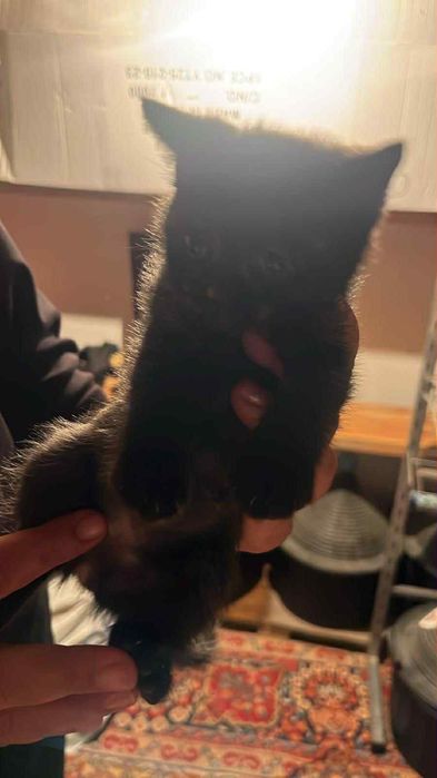 Британска мъжка котка