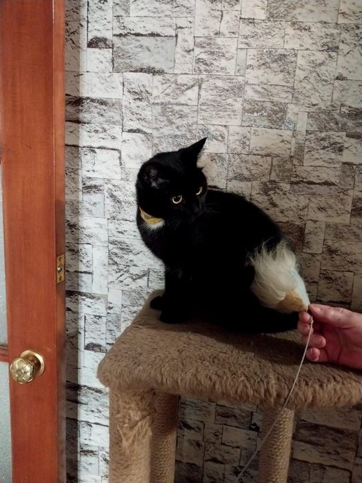 Отдам кошечку а частный дом