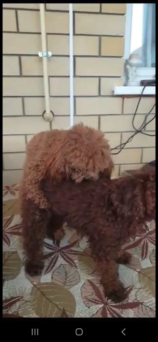 Корейские мальтипу