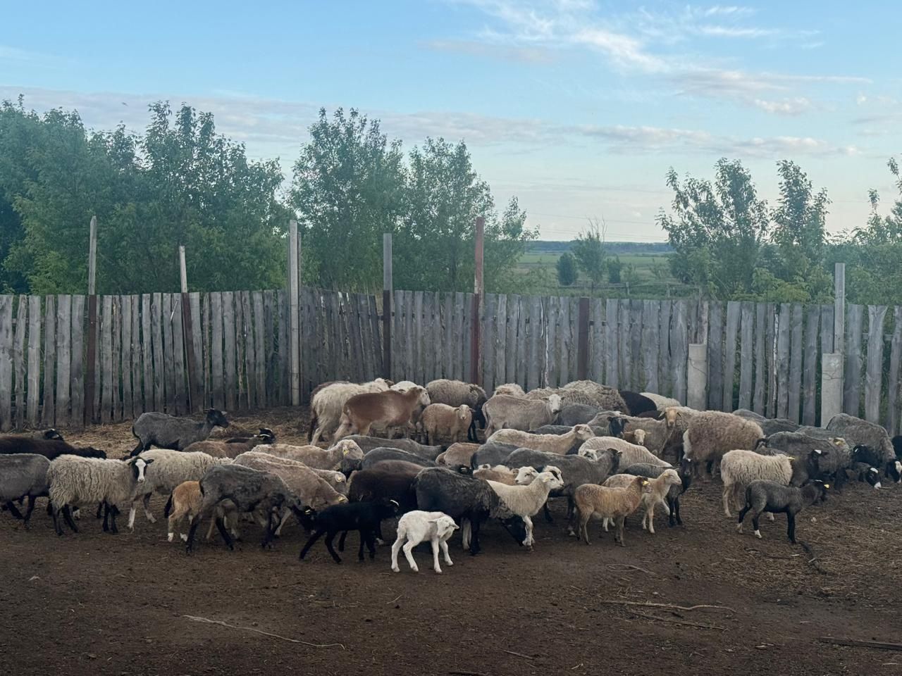 Продам романовских баранов 50 голов