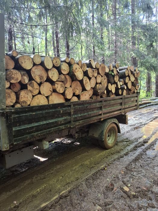 Lemn de Foc Fag Carpen