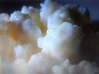 Ciupercă pentru kefir / chefir de lapte Tibetana in Sibiu