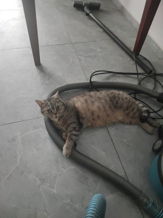 Отдам кошечку в добрые руки