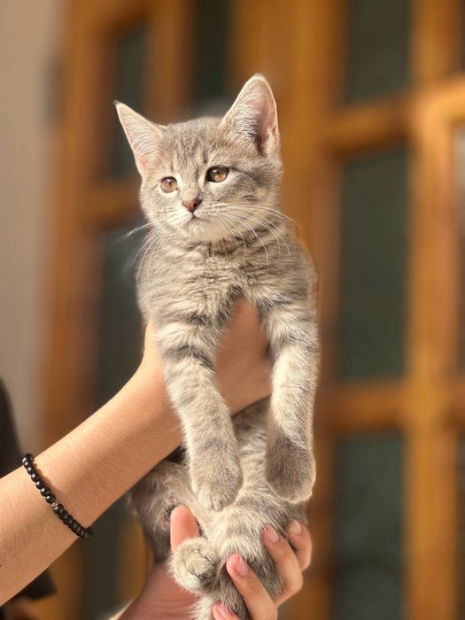Продам кошку егепитский мау  и котята
