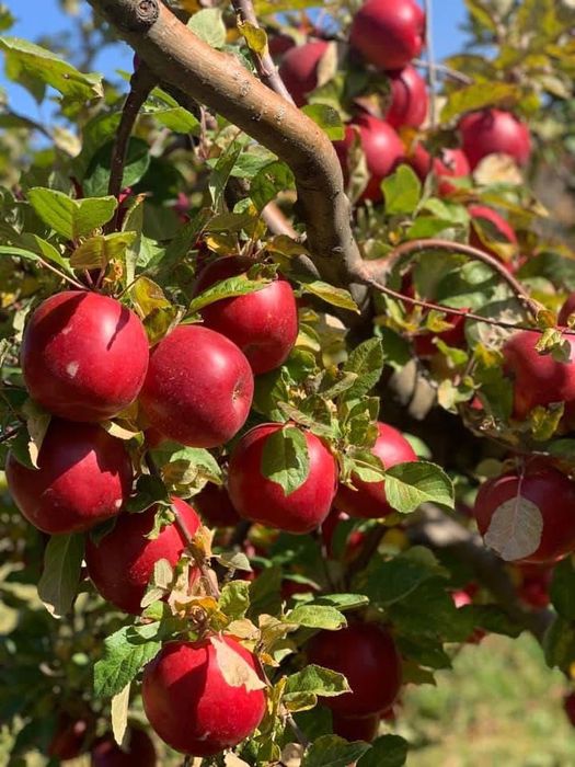 Mere bio, culese cu mâna, proaspete, dulci și crocante