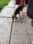 Donez cățelușă Beagle, 5 luni, iubitoare și jucăușă