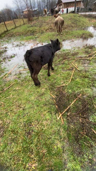 Vând doi vitei si o vitea