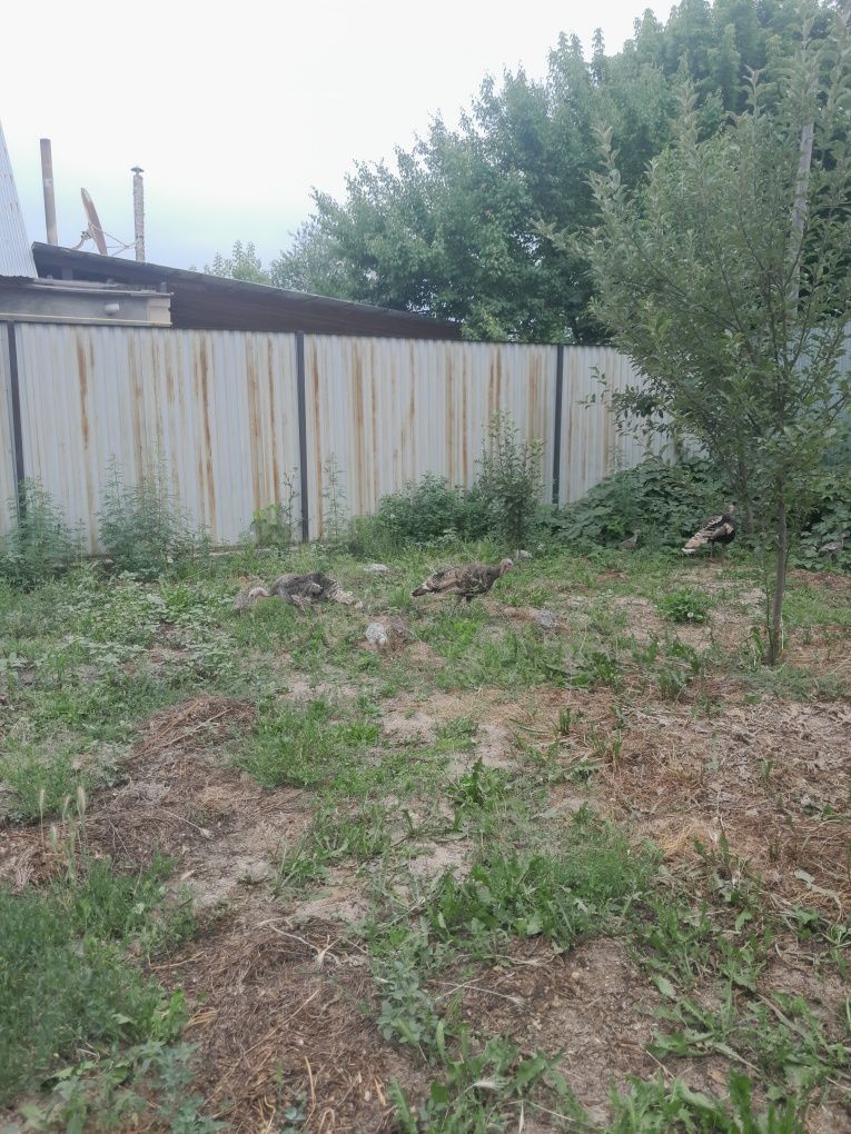 Тауықтар балапандар