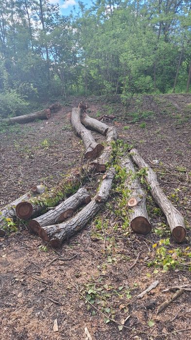 Vând bușteni de nuc, aprox. 4m³ ±