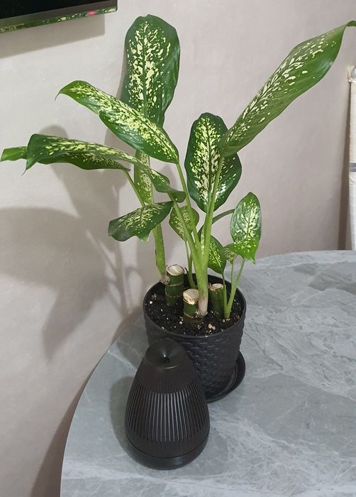 Продам Диффенбахию