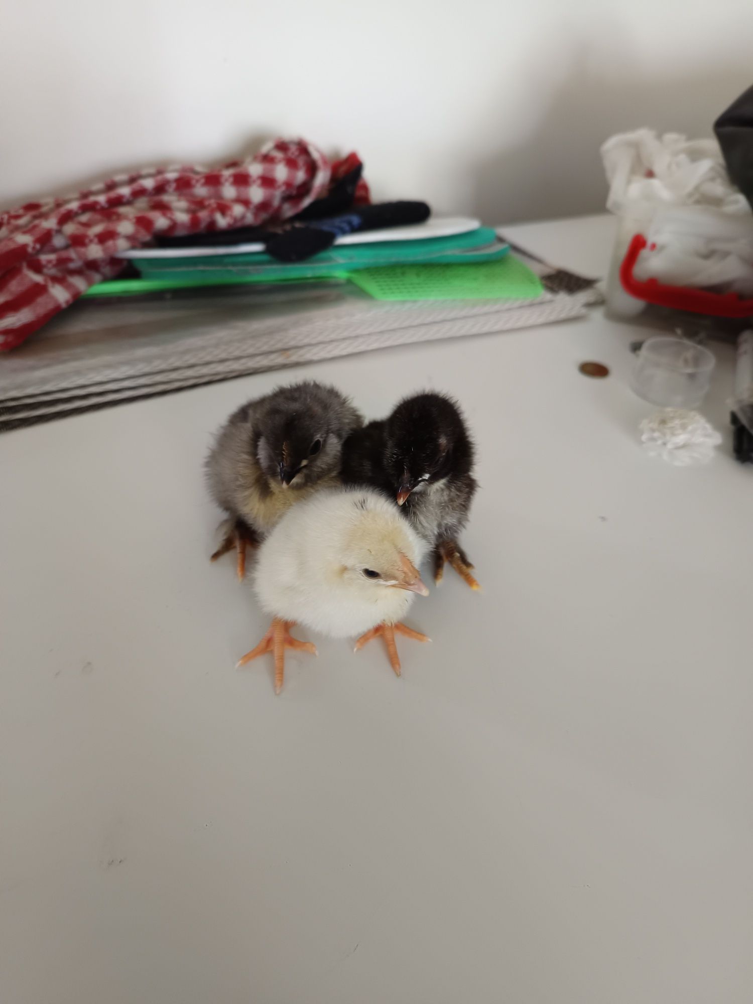 Pui de țară și australorp